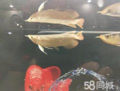 ��Ȼ�쾫Ʒӡ�����