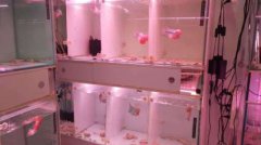 ����̩�����ھ�Ʒ�޺��㣬ʵ�����粻�ޣ�